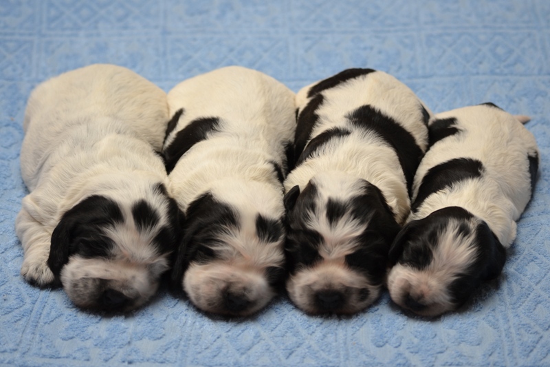 0- Chris, Chico, Charlie, Chessy.JPG - 0- Carlie, Chiko, Charlie, Chessy